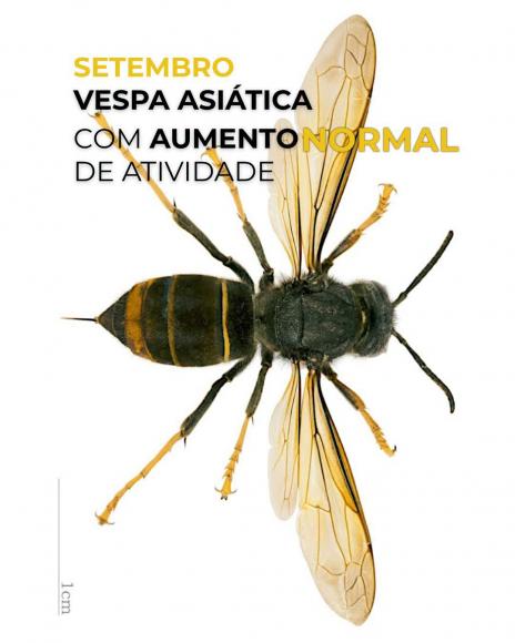 Vespa Asi&aacute;tica com aumento normal de atividade