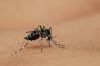 Alerta &agrave; Popula&ccedil;&atilde;o - Dete&ccedil;&atilde;o do mosquito-tigre-asi&aacute;tico (Aedes albopictus)