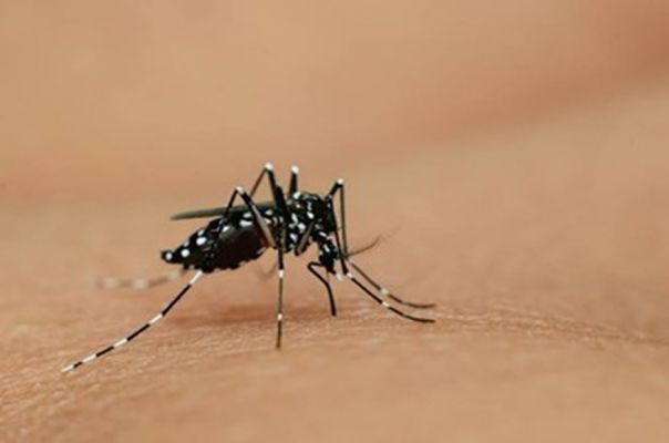 Alerta &agrave; Popula&ccedil;&atilde;o - Dete&ccedil;&atilde;o do mosquito-tigre-asi&aacute;tico (Aedes albopictus)