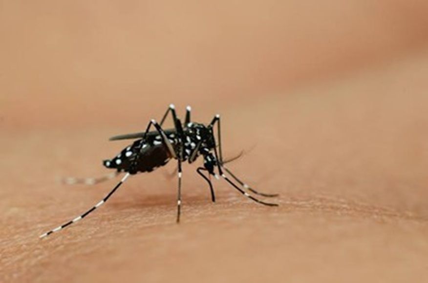 Alerta &agrave; Popula&ccedil;&atilde;o - Dete&ccedil;&atilde;o do mosquito-tigre-asi&aacute;tico (Aedes albopictus)